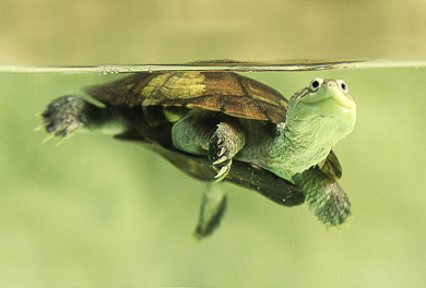 Tortue aquatique